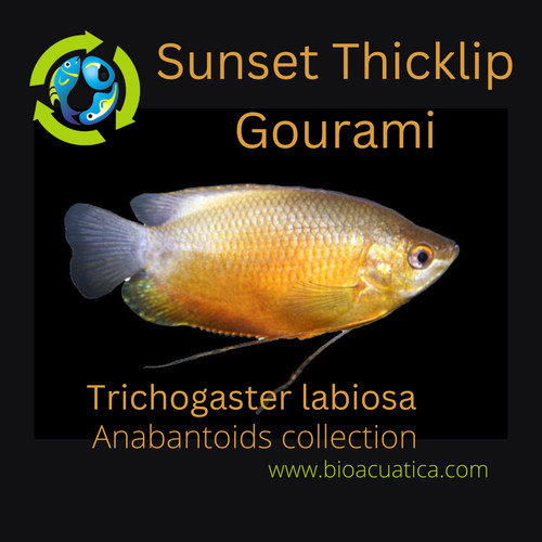 Beautiful sunset thicklip - sunset,