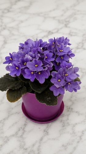 African violet house - african,