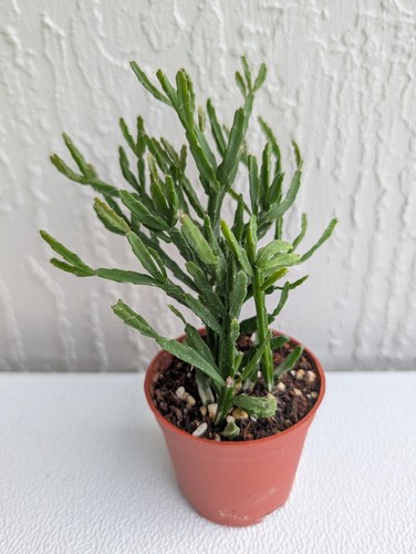 Rhipsalis cereuscula coral - rhipsalis,
