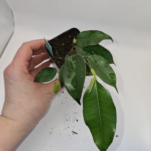 Ficus benjamina live plant - ficus,