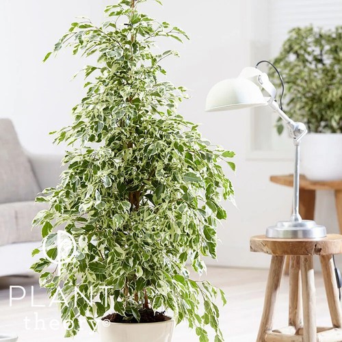 100cm ficus benjamina - 100cm,