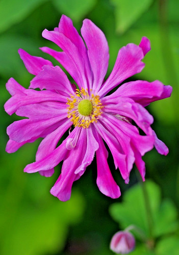 Anemone prince heinrich - anemone,