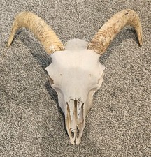  Sheep Skull taxidermy art