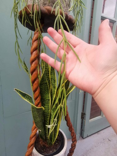 Hoya linearis wax plant - hoya,