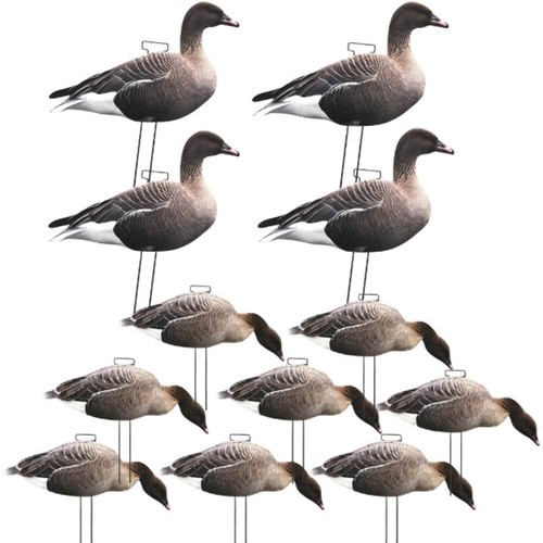Silhouette pinkfoot goose - silhouette,