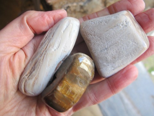 Petrified wood fossil crystal - petrified,