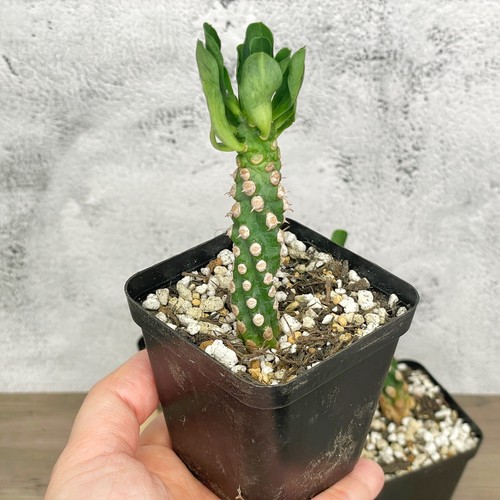 Rare euphorbia royleana bois - rare,