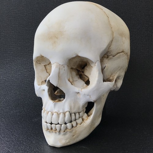 Realistic human skull - realistic,