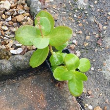 Crassula multicava. Young plant in bud. 3in high, 7cm pot