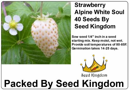 Strawberry alpine white - strawberry,