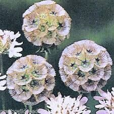 Scabious - stellata Ping Pong Flower flower arranging dried flower- 12 Seeds