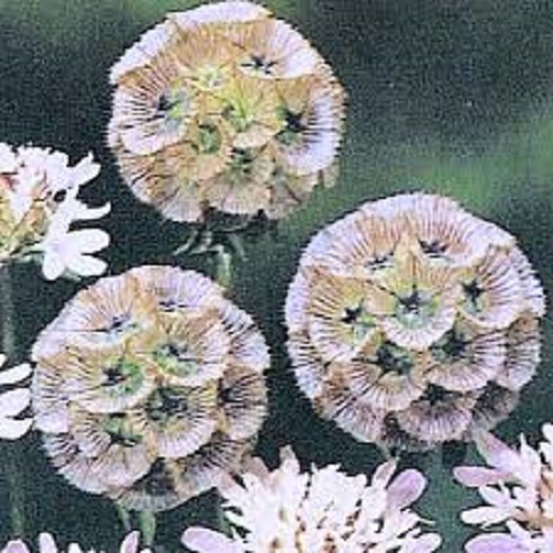 Scabious stellata ping - scabious,