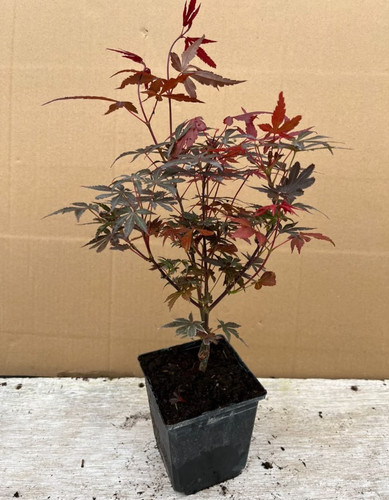 Acer palmatum pixie - acer, japanese