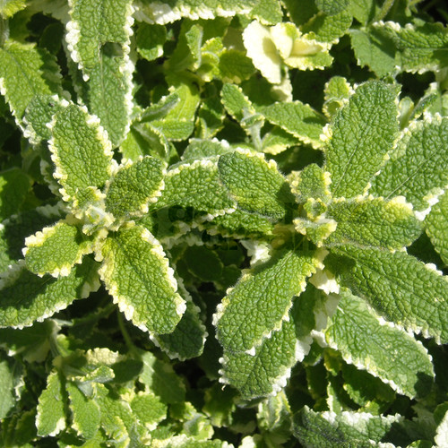 Mint pineapple plant - mint,
