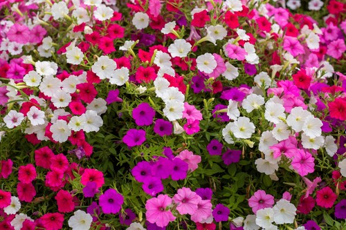 250 mixed colors - mixed, dwarf