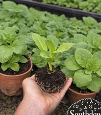 Tobacco plug plants amber - tobacco,