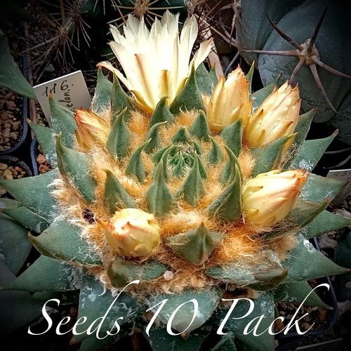 Pack seeds ariocarpus - (10),