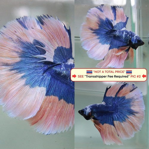 Live betta fish - live, (thailand)