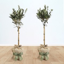 Pair of Olive Tree Standards