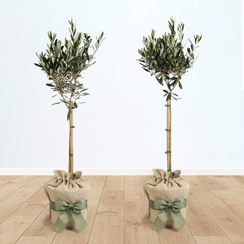 Pair olive tree standards - tree,