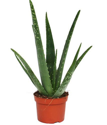 Fresh live aloe vera plant - fresh,