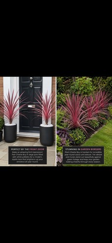 Cordyline charlie boy - cordyline, boy’