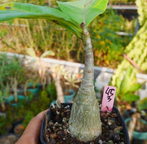 Sale rare cacti - rare, adenium