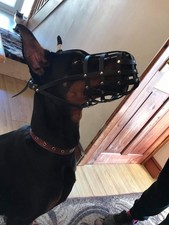 Light Leather dog muzzle