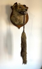 Vintage Taxidermy Fox Head &