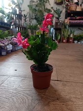 Red Christmas Cactus | 9 CM Pot | Red Colour | Easy Care Flowering Plant
