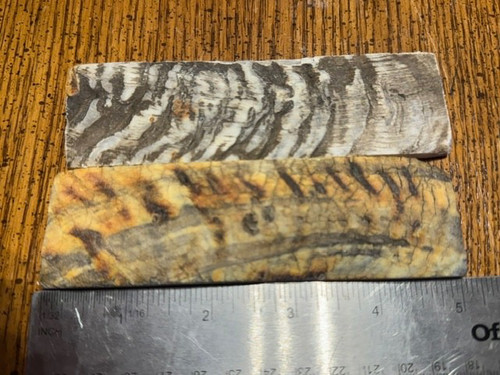 Beautiful indian rams horn - rams,