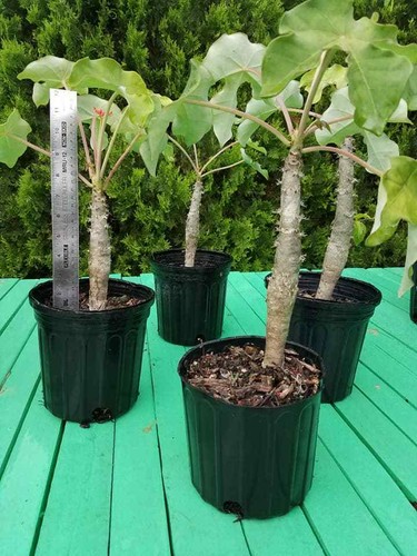 Plant seeds rare buddha - or, rare!