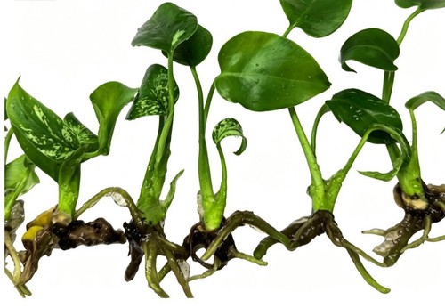 Monstera devil monster grade - devil,