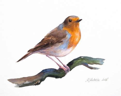 Robin original watercolour - robin,