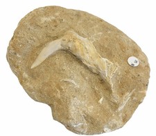 Fossil Fish Enchodus (Saber