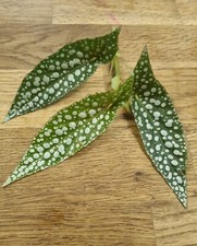 Begonia White Ice | Unrooted Top Cutting | Cane begonia | Rare House plant