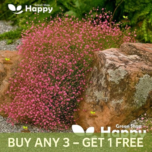 Baby breath crimson - breath,