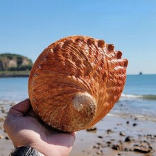 1 piece natural large conch sea abalone shell sample collection aquarium art