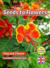 PEACOCK FLOWER CAESALPINIA