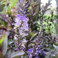 2x Hebe 'Burgundy Blush' Jumbo