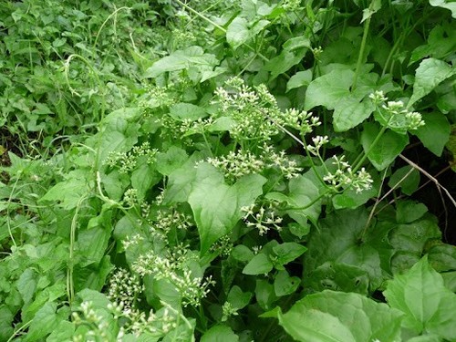 Mexican dream herb - mexican, calea