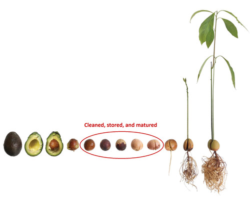 Two matured organic avocado - two,