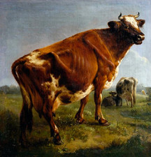 perfect oil painting handpainted on canvas " A cow"N7910