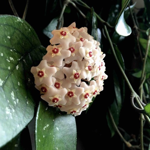 Hoya carnosa wax plant - carnosa, rooted
