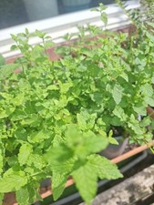 Spear Mint Herb Plant Well Rooted supplied in 13 cm pot. UK grown. Evergreen