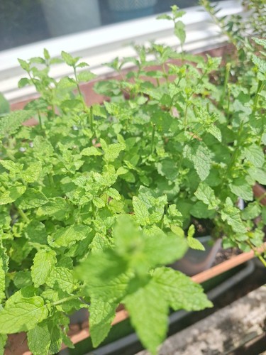 Spear mint herb plant well - mint,