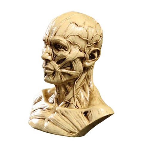 Human anatomical anatomy - human,