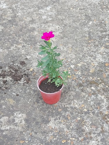 Trailing petunia plant - petunia,