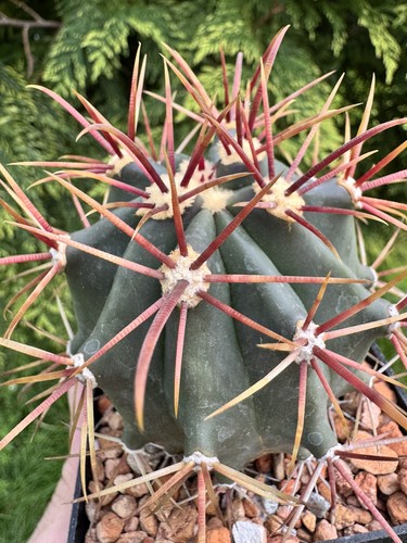 One only ferocactus emoryi - one,