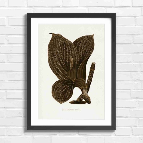 Vintage dichorisandra mosaica - vintage,